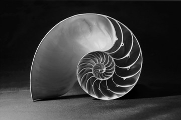 Black and white nautilus shell with geometric pattern - obrazy, fototapety, plakaty