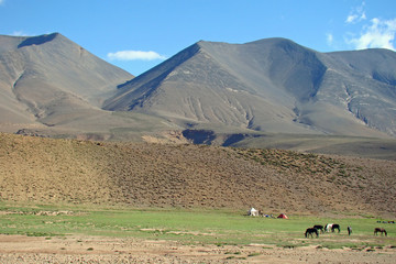 Sur le plateau de la Tarkeddit, dans l'Atlas (Maroc)
