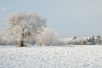 Obraz na płótnie Canvas Snowy Oak