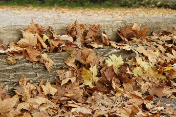 autumn leaves