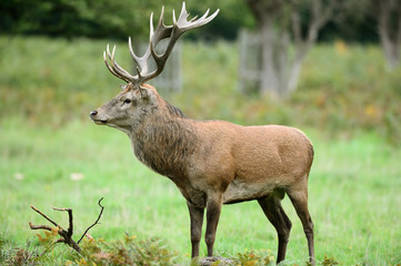 Side view of red deer stag standing in the rain