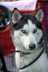 Portrait of a Siberian Husky