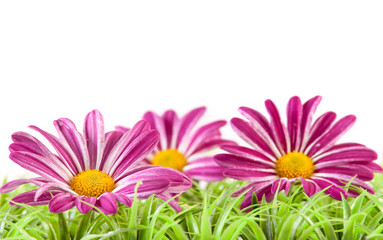 Purple Flowers on Grass with Space for Text