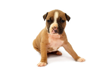 Staffordshire Bull Terrier Puppy Little Dog
