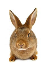 Rabbit isolated on white background