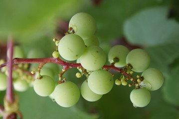 winogrono