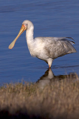 Yellow-billed Spoonbill