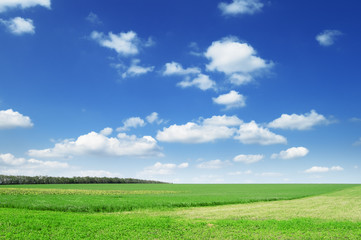 Obraz premium spring field