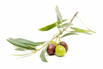 forefront of olives
