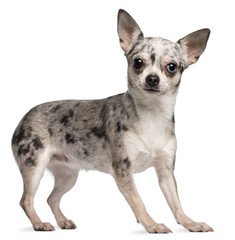 Obraz premium Chihuahua, 18 months old, standing in front of white background