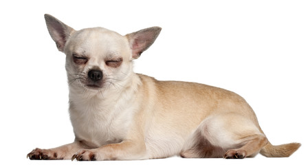 Chihuahua with eyes closed, 18 months old, lying down