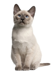 Thai kitten, 4 months old, sitting in front of white background