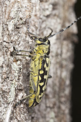 Ladder-marked long horn beetle (Saperda scalaris)