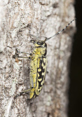 Ladder-marked long horn beetle (Saperda scalaris)