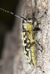 Ladder-marked long horn beetle (Saperda scalaris)