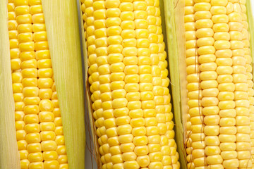 Fresh corn vegetable