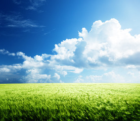 field of barley and sunny day