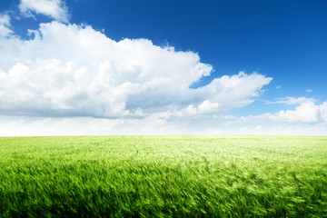 Fototapeta premium field of barley and sunny day
