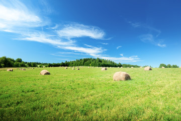 harvested grass in roll and perfect sunny day