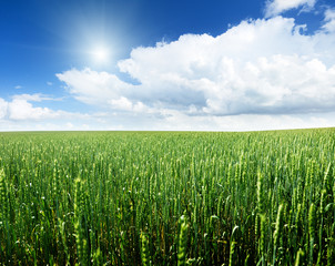 field of wheat and sunny day