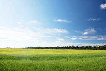 oat field and sunny day