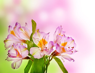 Obraz na płótnie Canvas Alstroemeria lily