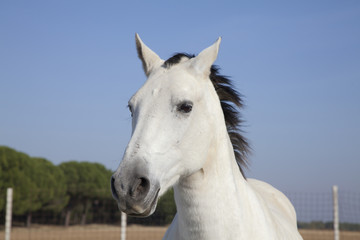 cabeza de caballo blanco