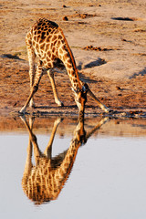 Reflection of Giraffe (Giraffa cameloparadalis)