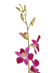 orchidea singapore