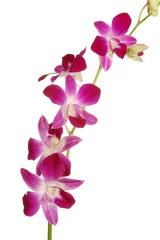 Stickers pour porte Orchidée orchidea singapour