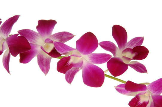 Fototapeta orchidea singapore