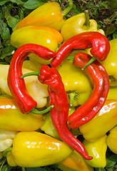 Red and yellow peppers 1