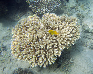 Fototapeta na wymiar Coral