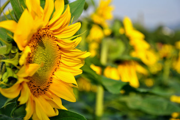 sunflowers and sky