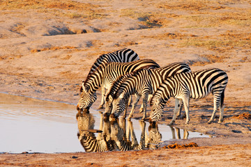 Plains Zebra drinking at Nyamandlovu Pan, Hwange, Zimbabwe