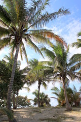 Palmier sur la plage à Varadero, Cuba