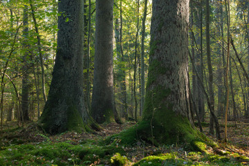 Old spruces in natural forest