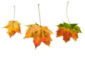 Herbstliche Ahornblätter