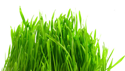 Fototapeta premium fresh grass
