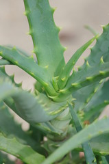 Fototapeta na wymiar Aloes