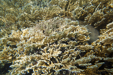 Coral reef