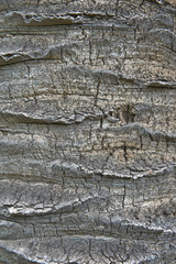 bark of a Canary Island Date Palm