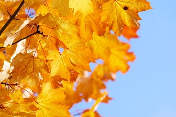 autumn, fall background