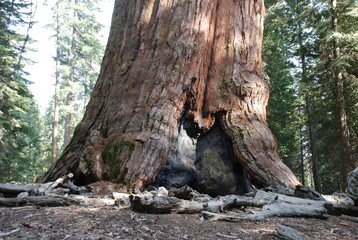 Fototapeta na wymiar Giant Sequoias, Yosemite National Park, California