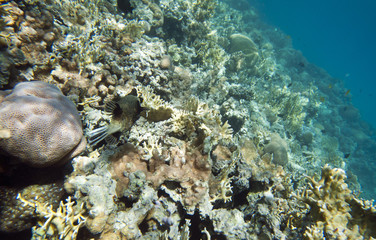 Coral Reef