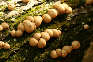Mushrooms on a tree