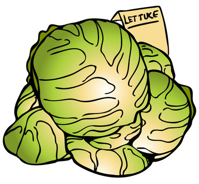 Lettuce Heads