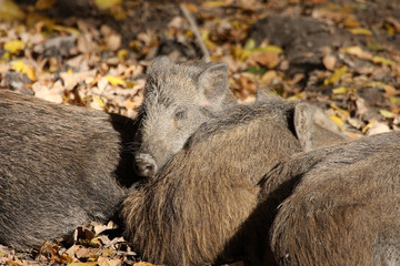 Wildschwein