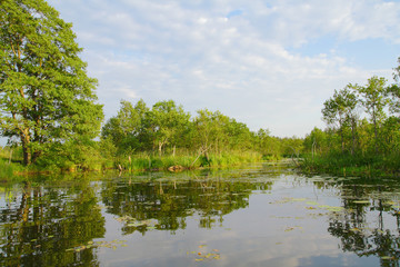 Fototapeta premium Summer river