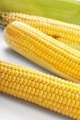 Fresh corn vegetable